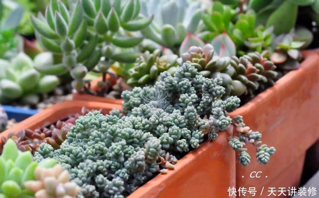 一个盆种了9种花,老妈非说养不好,差点被拔光