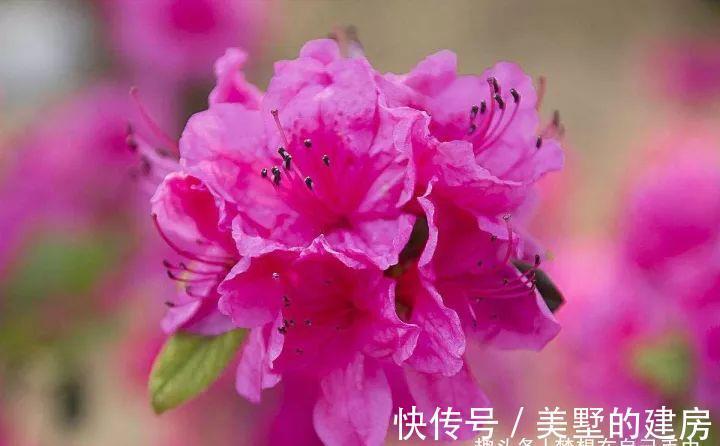 花花草草|原来花花草草也有这么多“雅称”