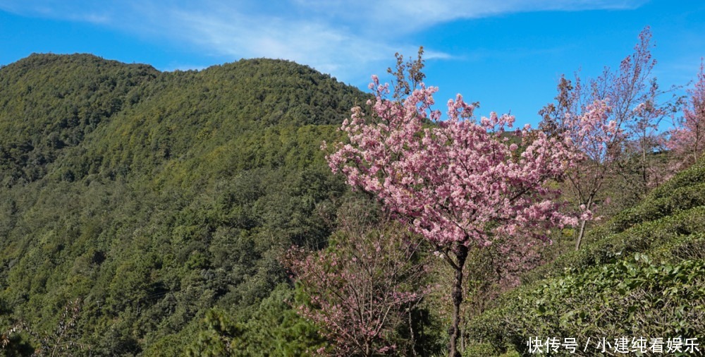 樱花|冬天看樱花？这是真实存在的吗？