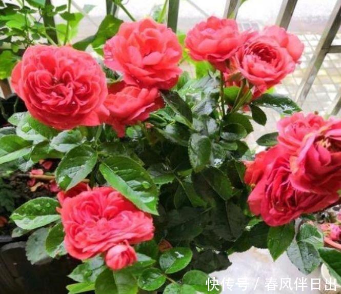 阳台再小也必须养的4种花,一年开花300天,层层交叠,烂漫迷人眼