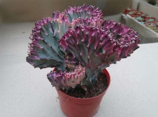 在家盆栽4款多肉要小心，它们对健康有害，需早点丢出去