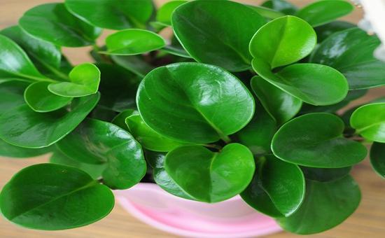 豆瓣绿|听说养花还可以给室内降温,养上这些花,让你清凉一夏天