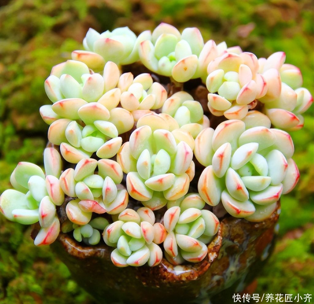 马上入夏季 多肉记住 3别3足 度夏更轻松 不容易黑腐化水 粉紫色