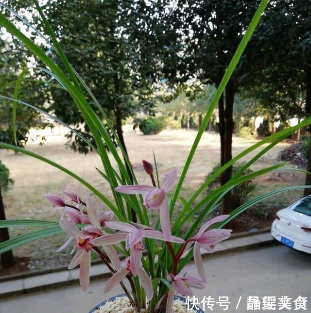 养兰花，牢记3点，兰花不烂根，不腐芽，猛发壮苗，花朵呼呼开
