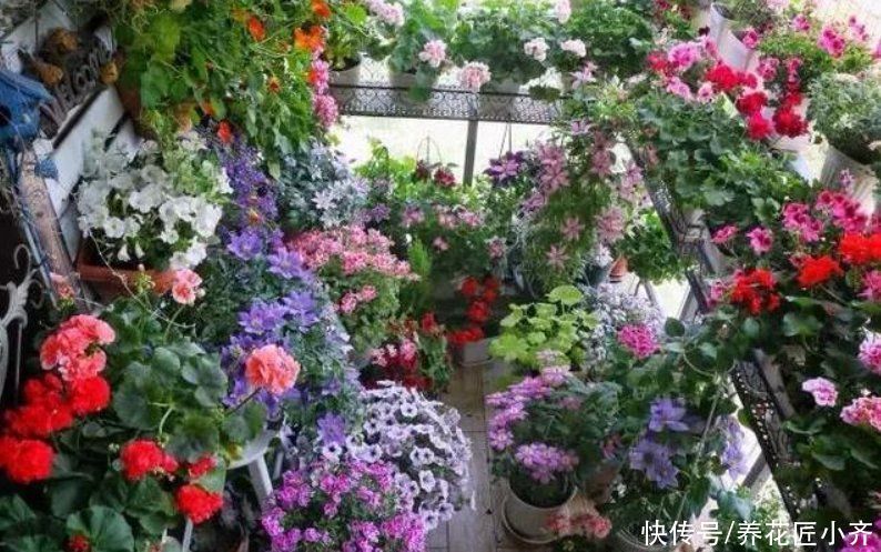 植物|养花忌讳“3种肥”，乱用不好，避免以后就不再黄叶，不用再发愁