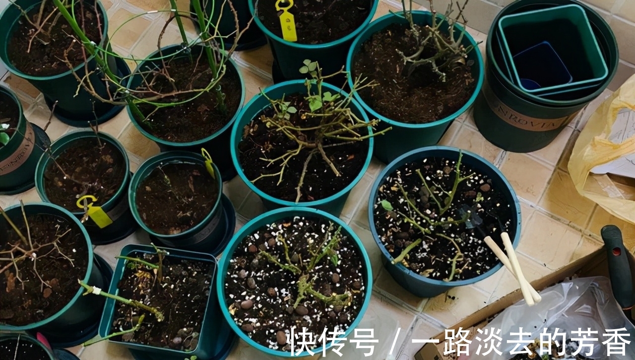 盆栽|怎样知道花卉要翻盆了？有5个表现就要注意，否则会严重影响生长
