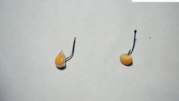 纯天然钓鱼饵料,成本低效果好,一钓一整天真过瘾!