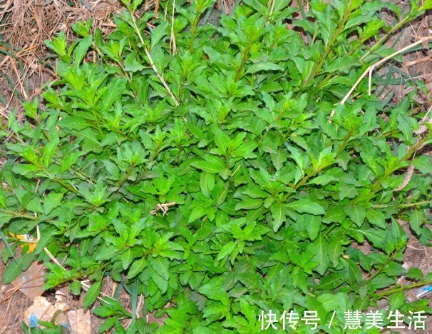 小根|65种野菜图片，带你认识不同的野菜和吃法，你想要的野菜这里都有