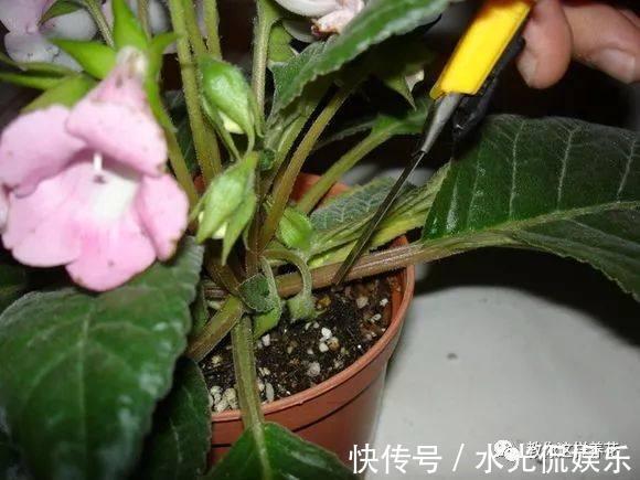 浸盆法|1种花超耐阴，一点散光就爆盆，花一开就是200多天！