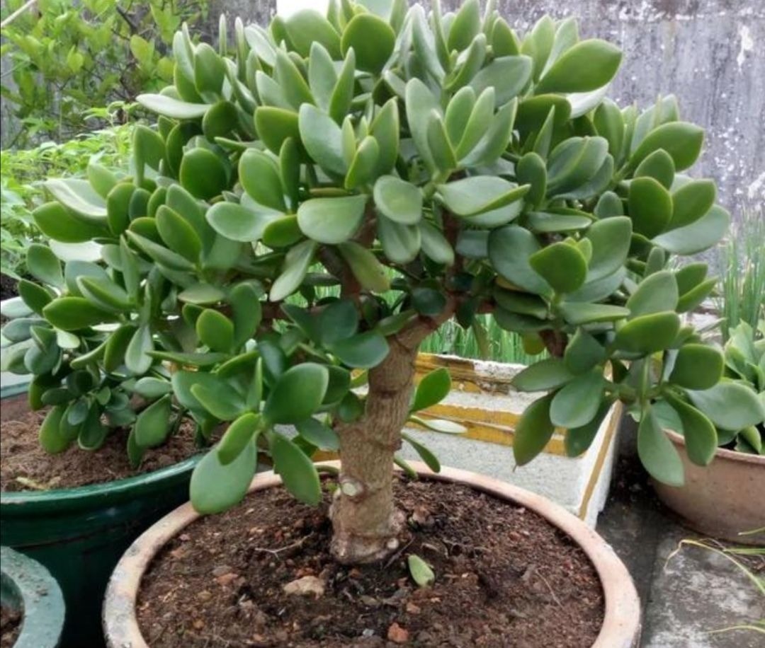 2种植物长得快,三五年养成老桩,越养越值钱