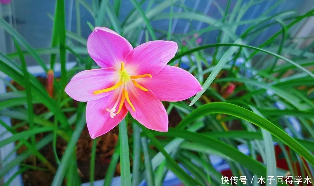 封闭阳台这几种花最好不要入手,因为实在不好养