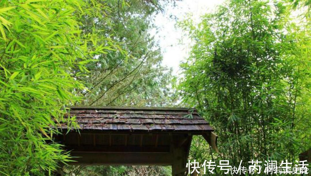 花院&元稹一首很特别的诗,写得生动有趣,读来让人有一种身临其境之感