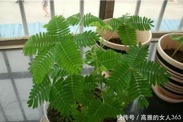 50种植物花语,不要再傻傻送错花了