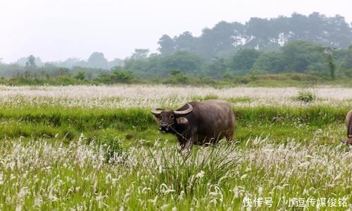 鹅毛扇|诸葛亮为什么总是拿着鹅毛扇，这个鹅毛扇背后有什么玄机
