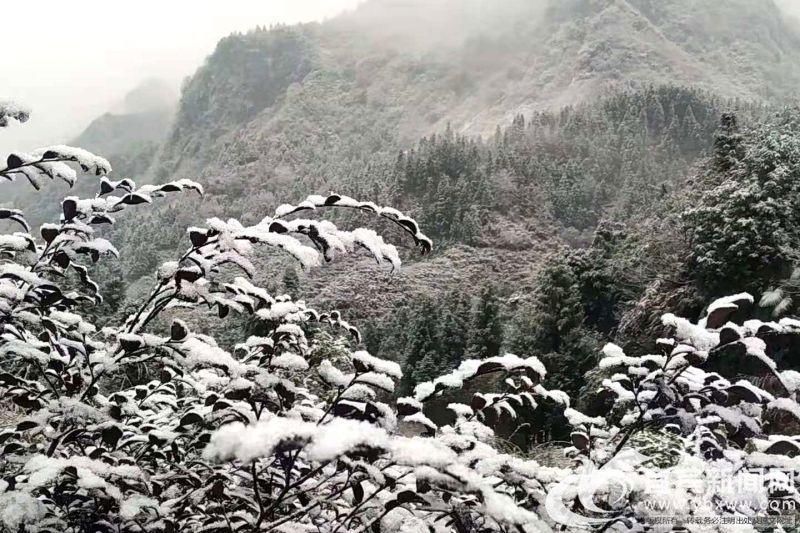 不胜|银装素裹美不胜哉 兴文苗乡迎来今冬首场大雪