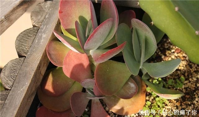 唐印,从菜到萌,从一到多!