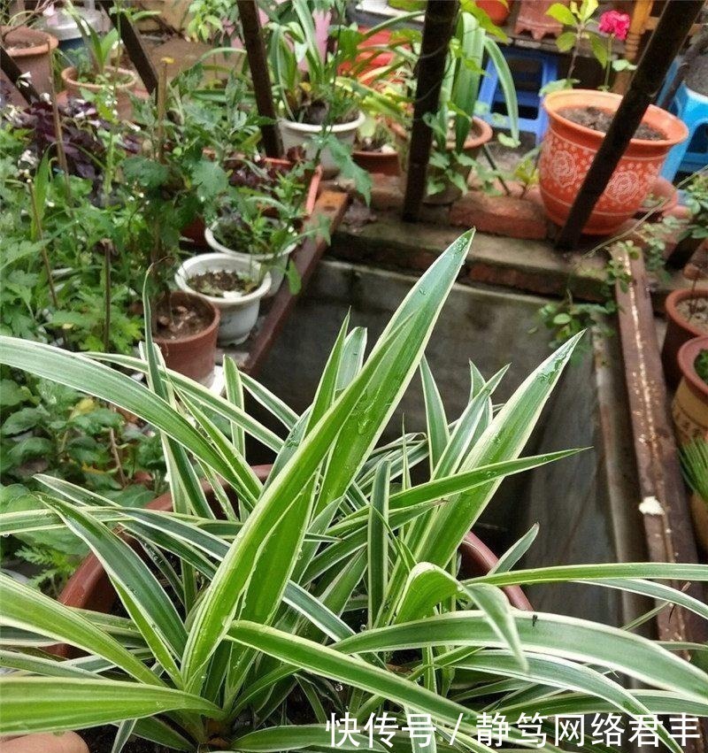 吊兰|养吊兰,一年四季只用2招,叶片3厘米宽,叶片长得又密又绿!