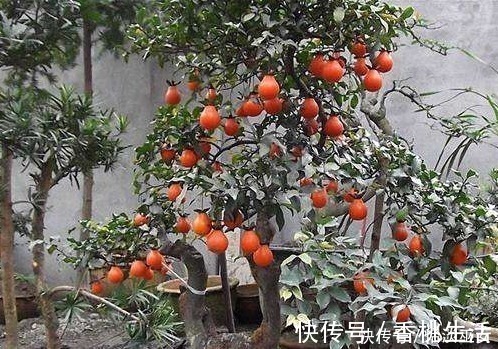 果肉|此种花养成老桩可卖高价,不用花钱买,只需一点果肉,就能存活!