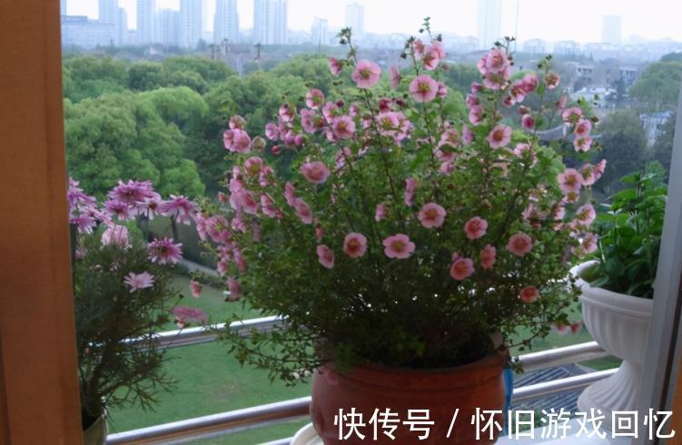 冬季养小木槿,想平稳过渡就该注意这4点,保来年开花更多