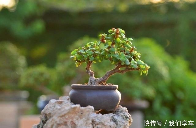 普货|4种能成“传家宝”的花，越老越值钱，养几年价格轻松翻倍！