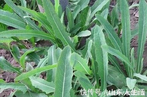 吃肉|一种野菜,季节性很强,再不吃就老了,宁愿少吃肉也要来一盆