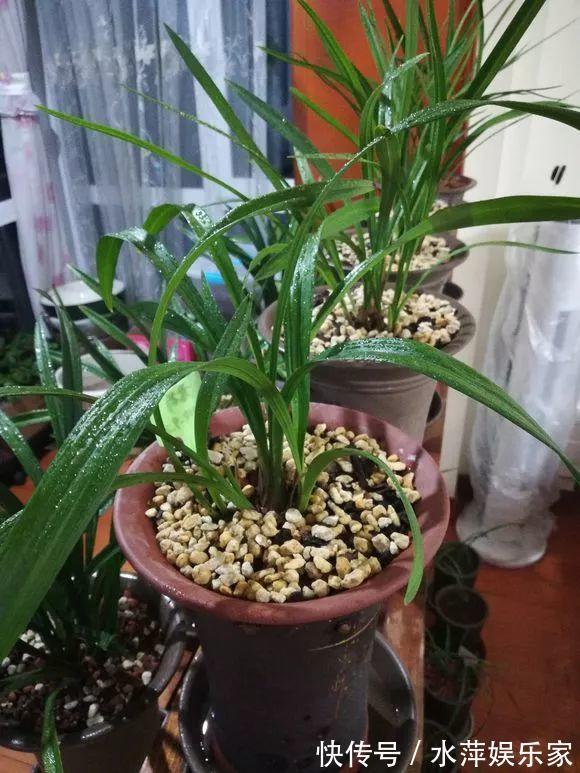水仙瓣|8种兰花,最适合新手养,好活好开花关键还便宜!