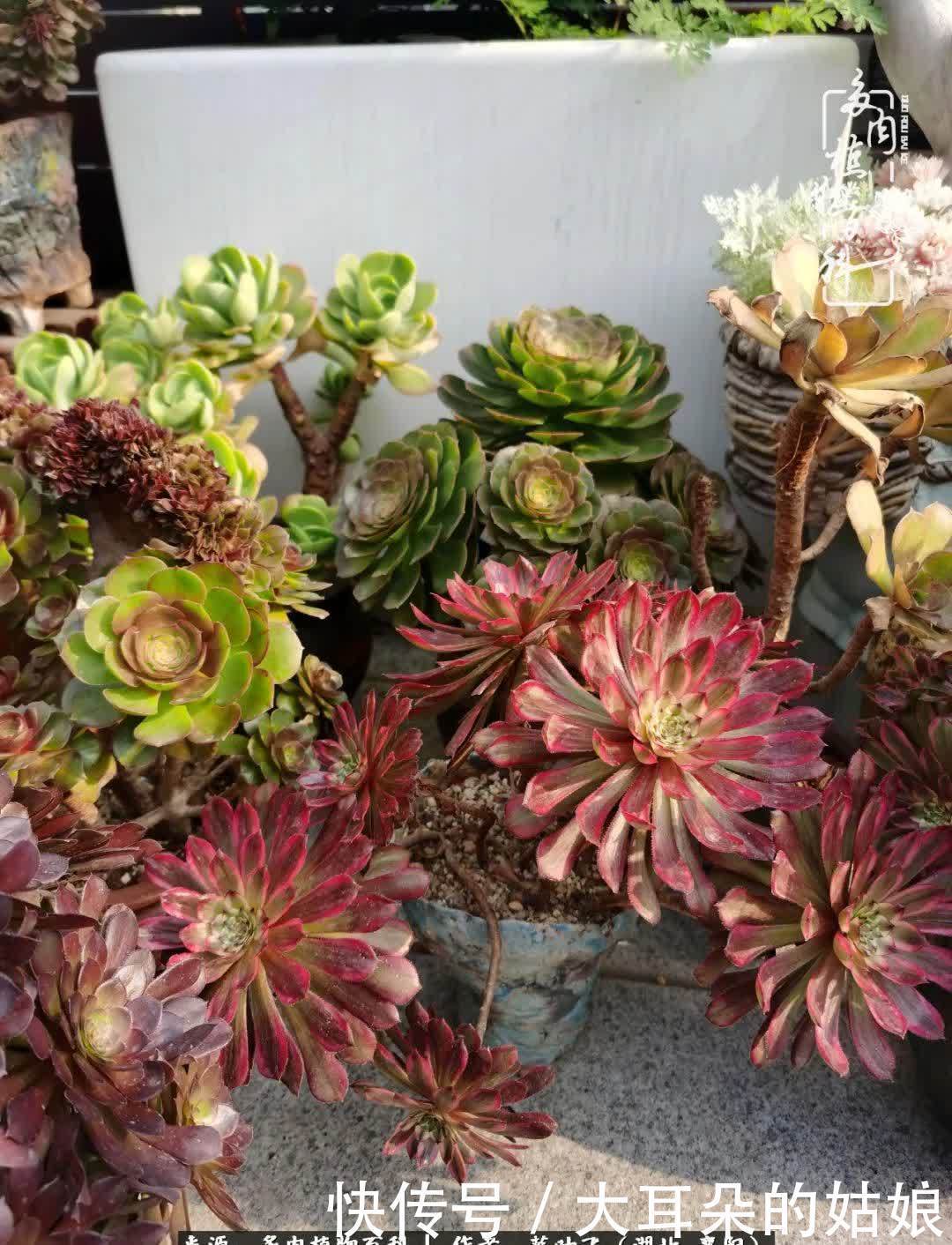 春暖花开，万物复苏，多肉迎来最美时光！