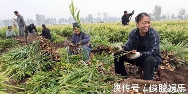 保存生姜千万别放冰箱了!教你1个诀窍,生姜放上一年都新鲜饱满