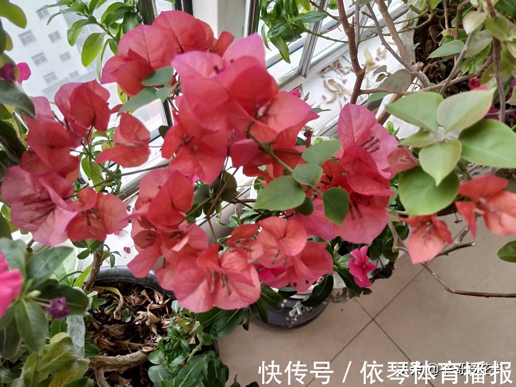 一茬花|三角梅花谢了，趁着还没入冬，“2件事”尽早做，来年轻松开爆盆