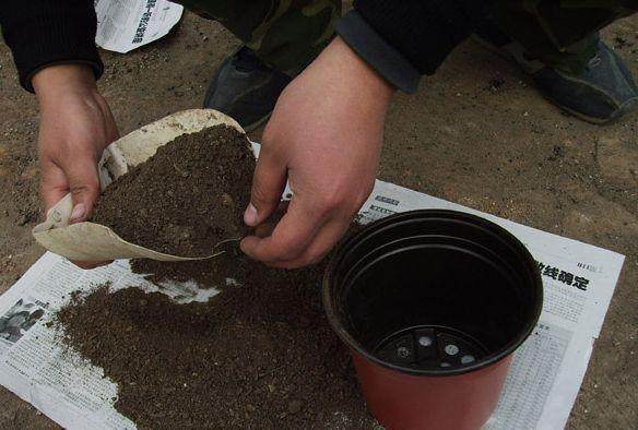 此种肥料到处都是,用来养花,10年不积水烂根,年年开花爆盆