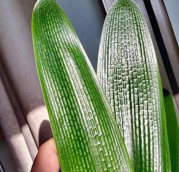 鸡血|君子兰养半年没变化,爷爷只用一勺“它”,像打了鸡血般开花爆盆