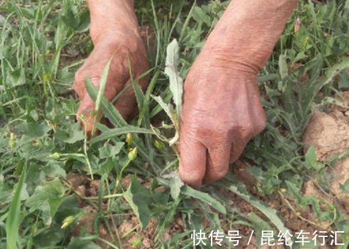 野花野草|农村几种野菜,切记不要连根拔,只摘叶子吃就好,当今价值太珍贵