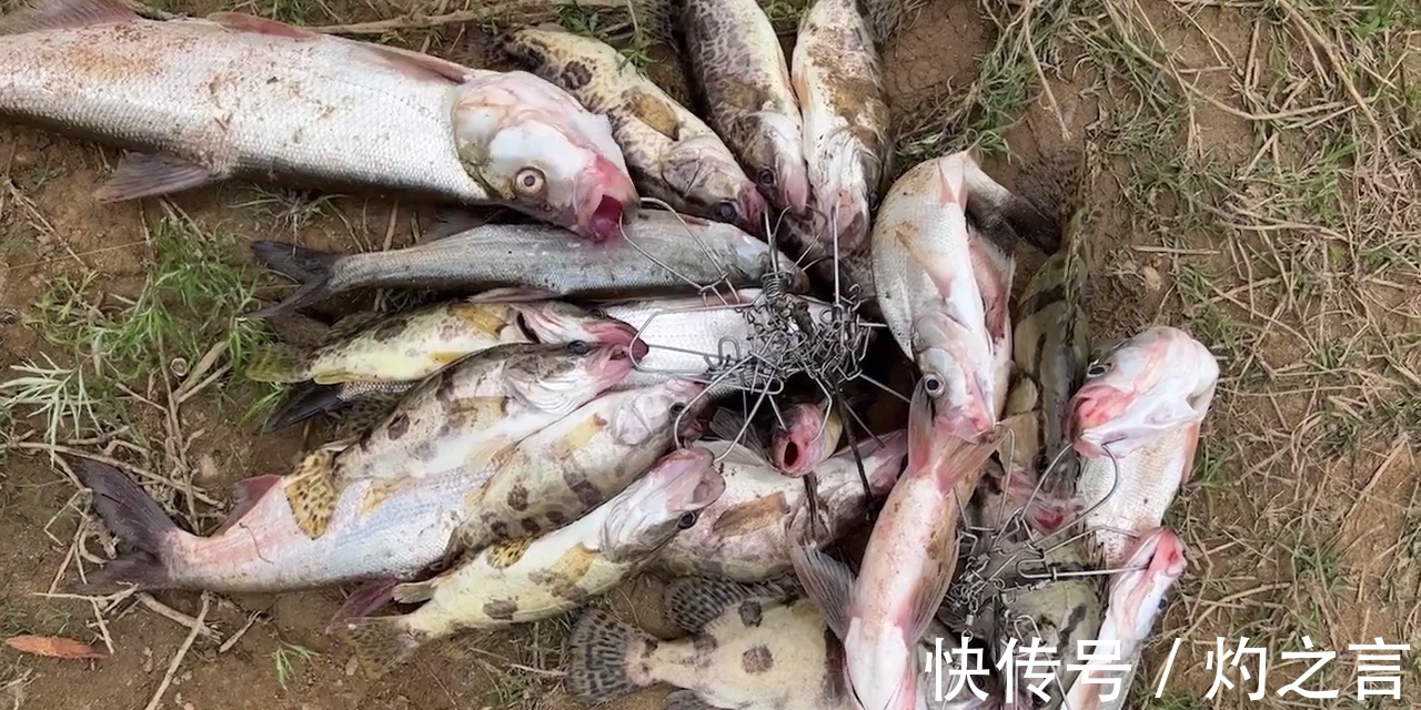 10分钟钓几十斤鳜鱼、翘嘴鱼?江西钓友晒渔获引热议