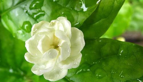 有的植物冬季开花不好,可能活不过冬天!我们该怎么办呢?