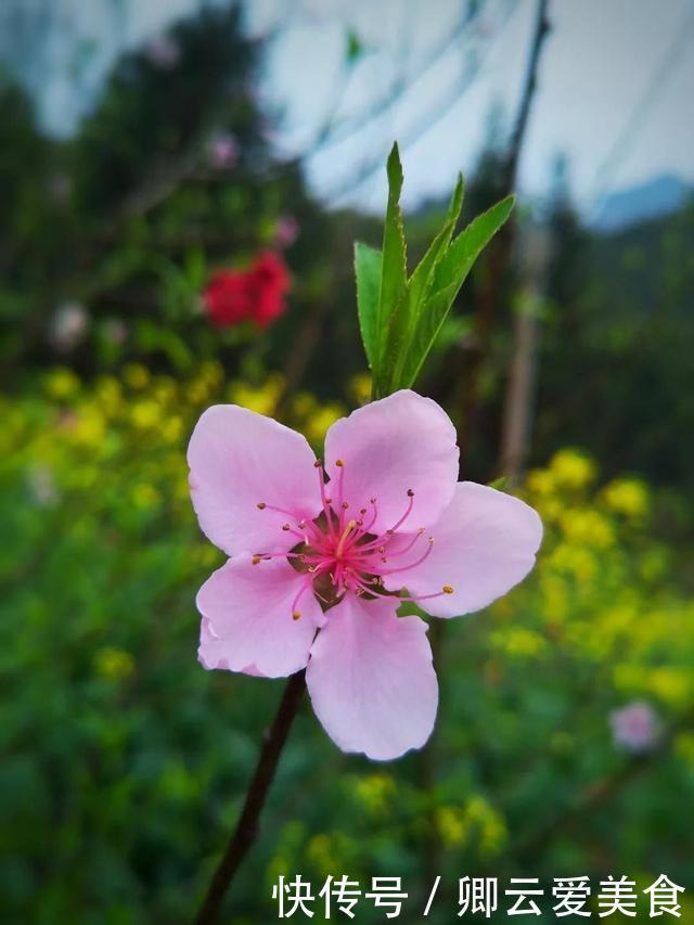 老年|阳春三月 百花盛开 尽情拥抱“花花世界”——韶关丹霞山