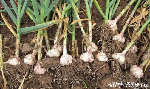 原来保存大蒜这么简单,教你5招保存方法,大蒜放一年不发芽