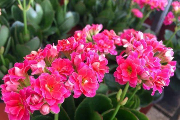 长寿花叶绿枝粗,却不长花此样做,花苞冒不停,萌新涨姿势