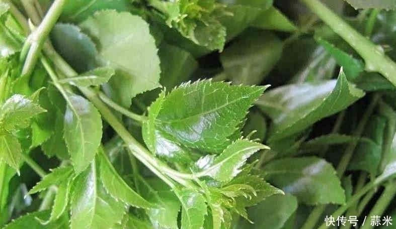 解百毒|大山里特有的野菜，不僅好吃，還有“解百毒”之稱，很多人沒見過