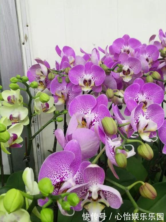 路边一堆“名贵花”,丢人也要捡,捡回家养2个月就开花!