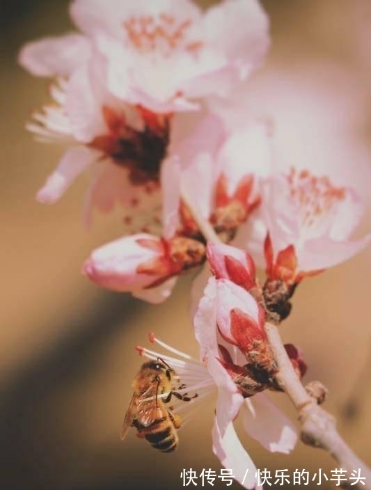 前任|未来三周，思念煎熬，深陷旧爱，桃花锦簇，喜遇良人，重追前任