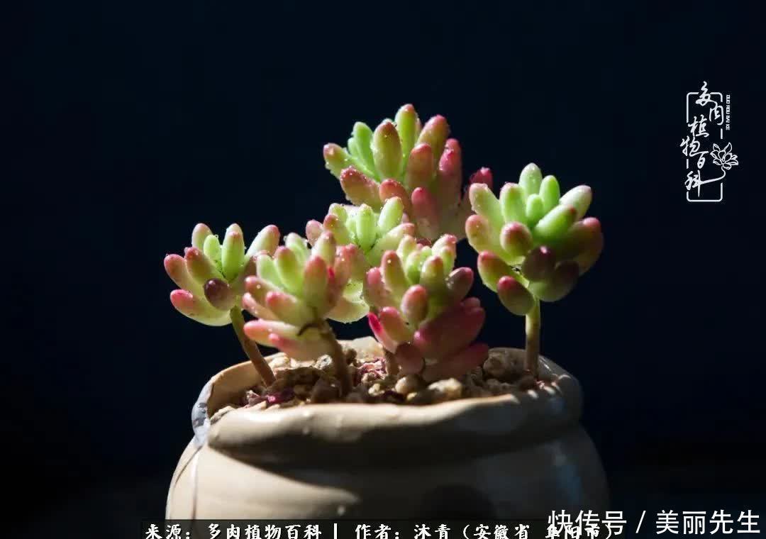 多肉——入了我的时光画卷!