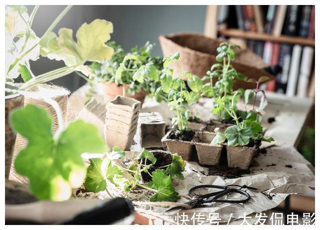 花园|参观53平小户型装修,步入式阳台设计成花园,回家也要照着做一个