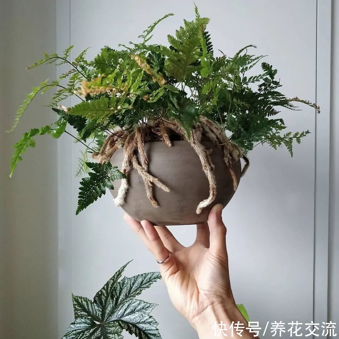 适合养在客厅的5种小众盆栽绿植,过完年后就可以考虑入手