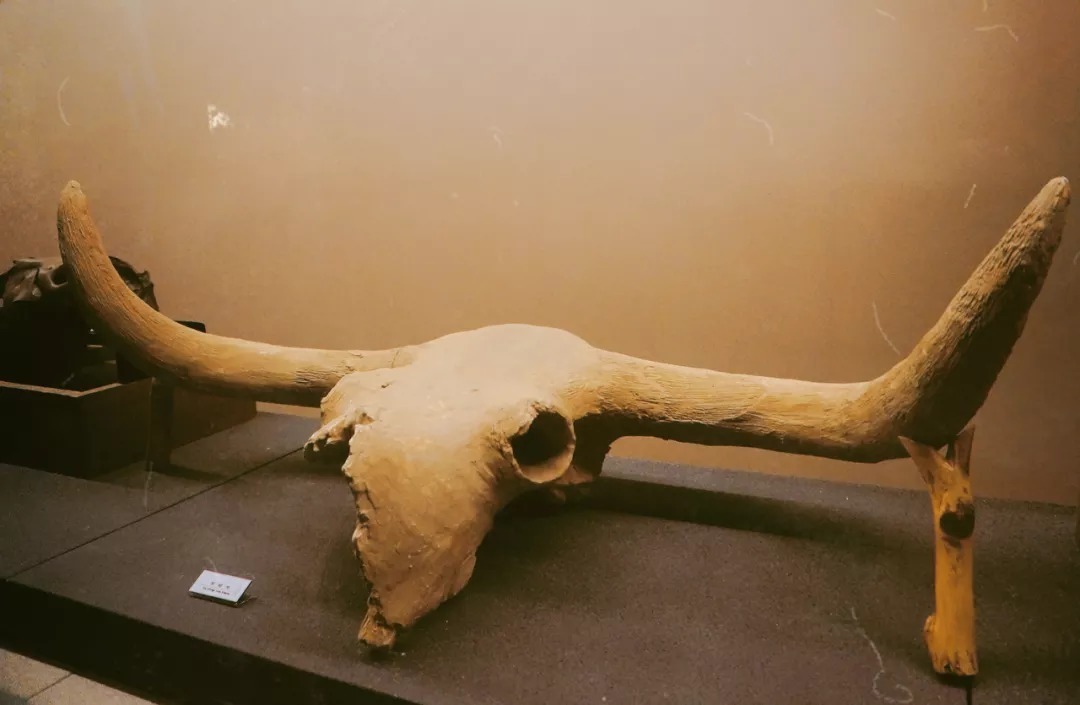 脚踏|一路银川,水洞沟遗址脚踏黄土来,机关四起藏兵洞