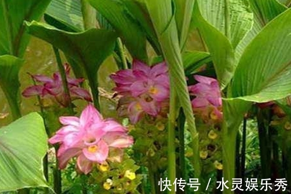 此花花开美而不艳，有极强的药效功能，寓意着身体安康！