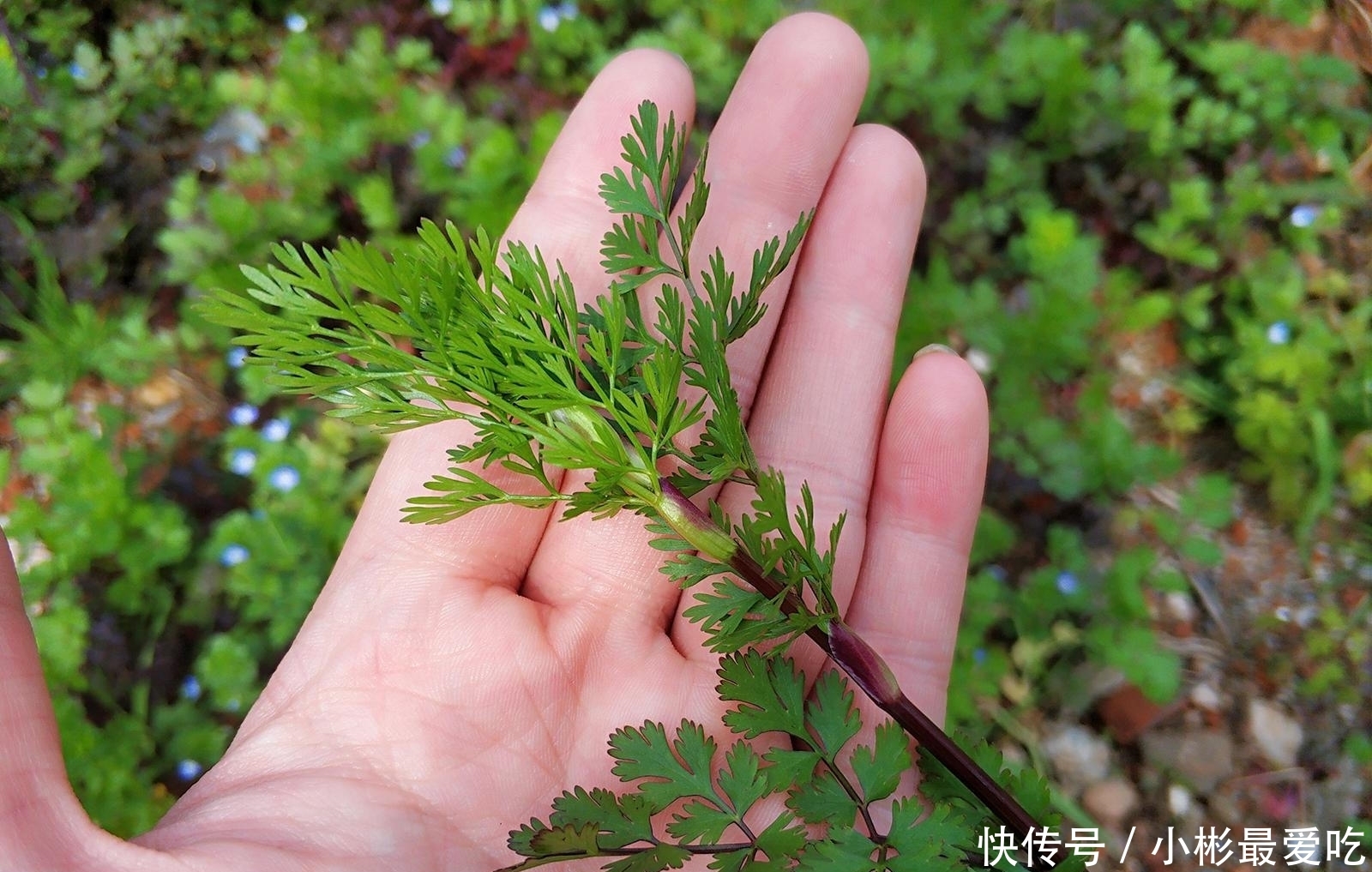 味道很难闻，却有很多人采摘，用来包饺子是一绝，见到可别错过