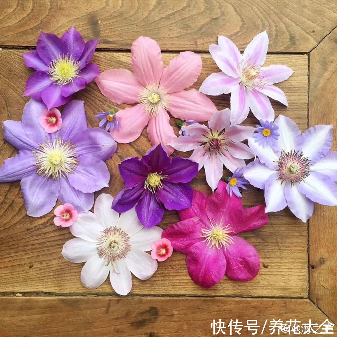 3种花“大花墙”，大门口随便种，年年都开爆