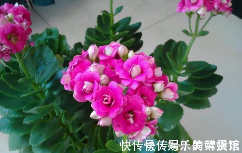 养花用磷酸二氢钾催花,到底该怎么操作,为什么有人喜有人厌?