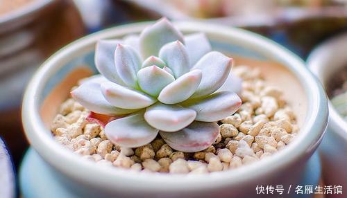 最厉害的养花营养液给多肉植物喝一勺,新叶呼呼长,不比花肥差
