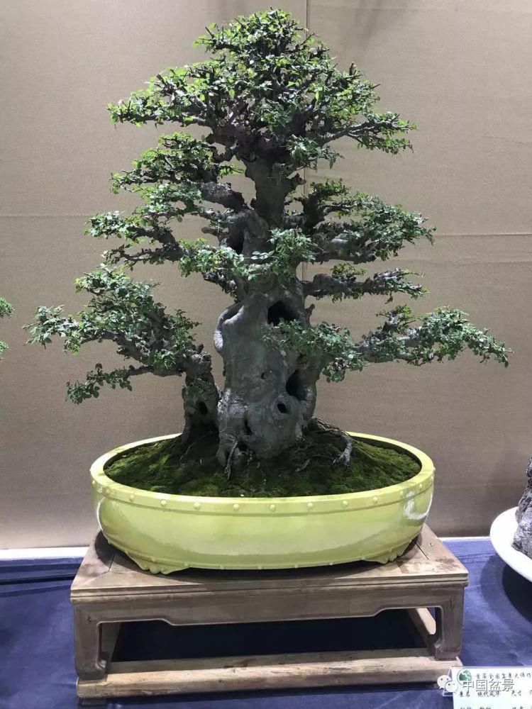 赏玩盆景，一定要是有德之人